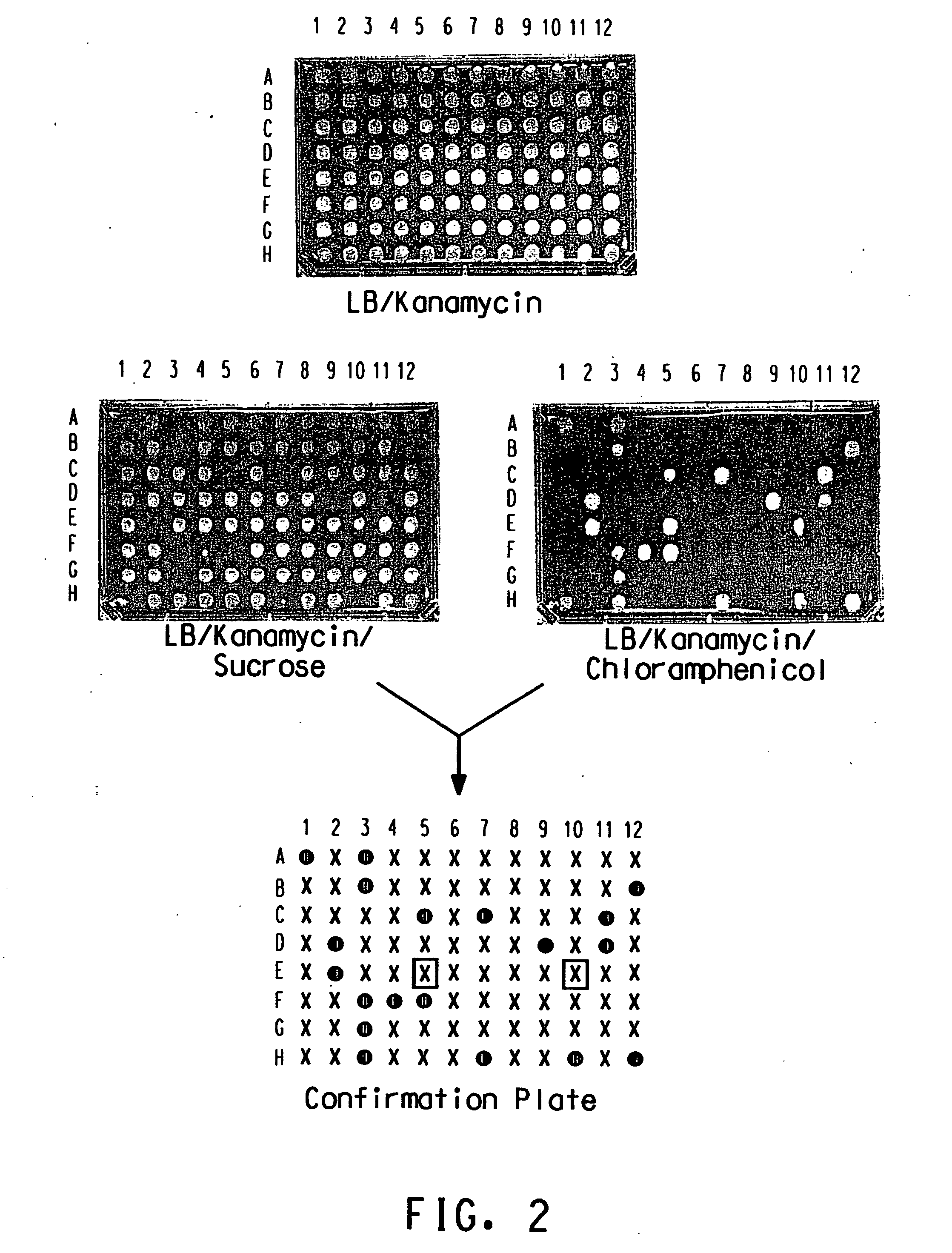 Method for determination of gene function