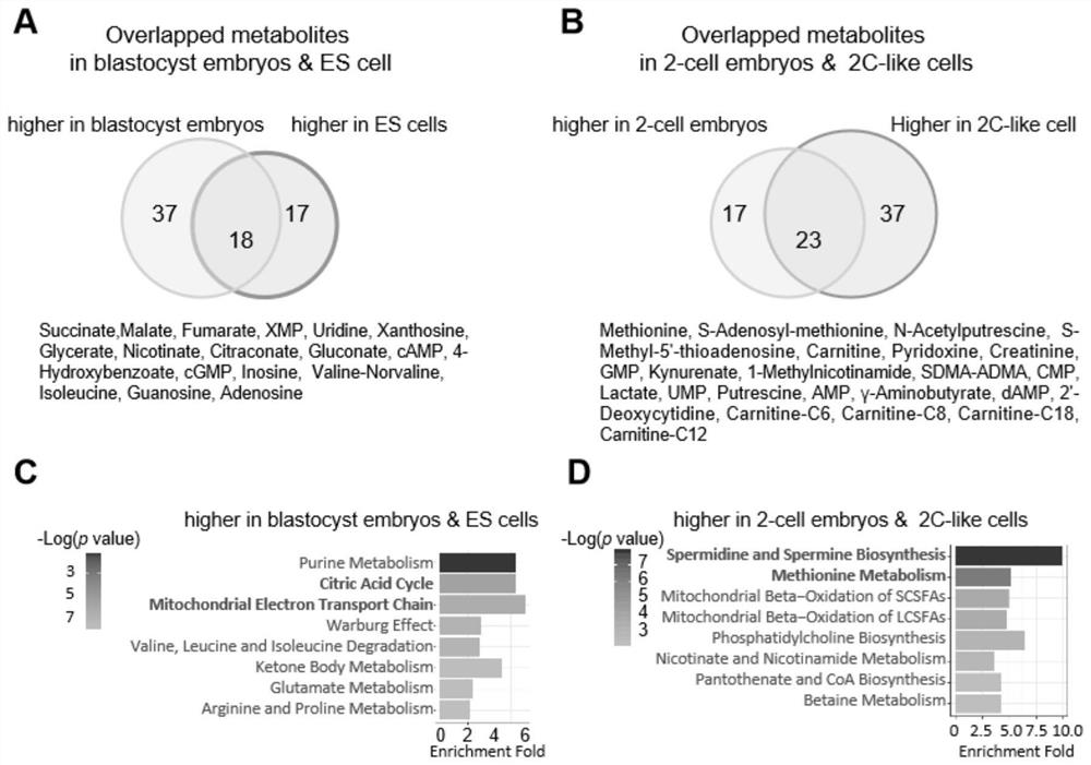 Method for promoting in-vitro embryonic development by regulating metabolism