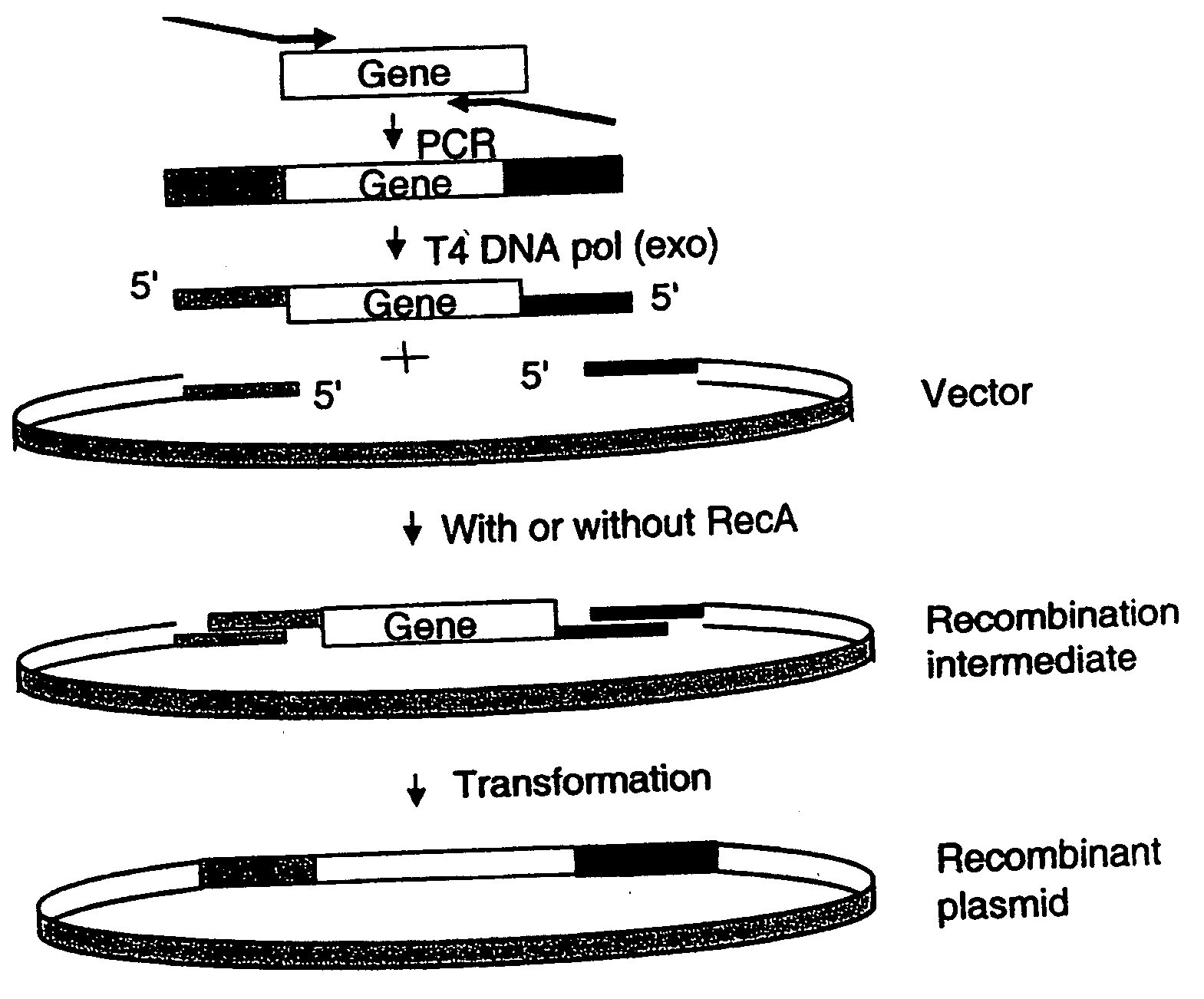 Generation of recombinant DNA by sequence-and ligation-independent cloning