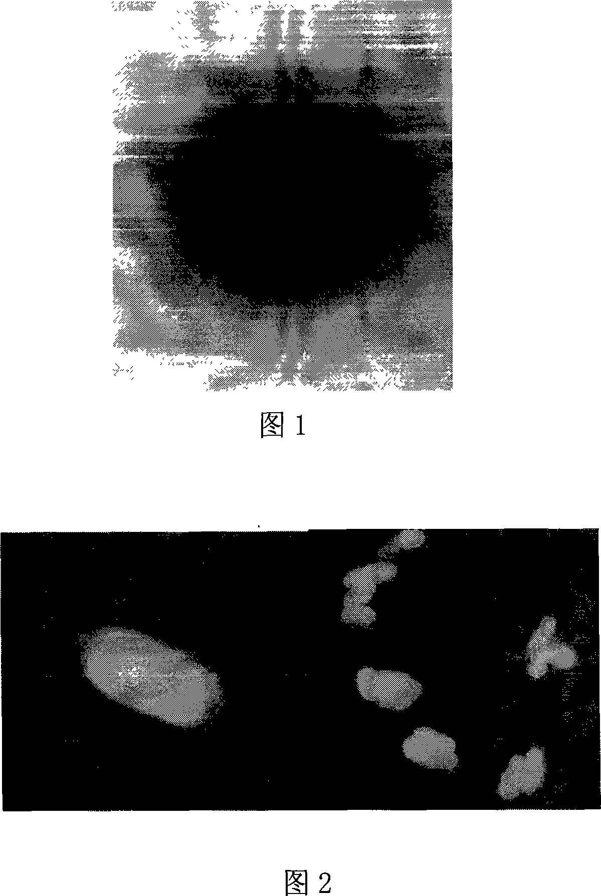 Sulfate reduction bacterium with polyacrylamide degradation function and application thereof