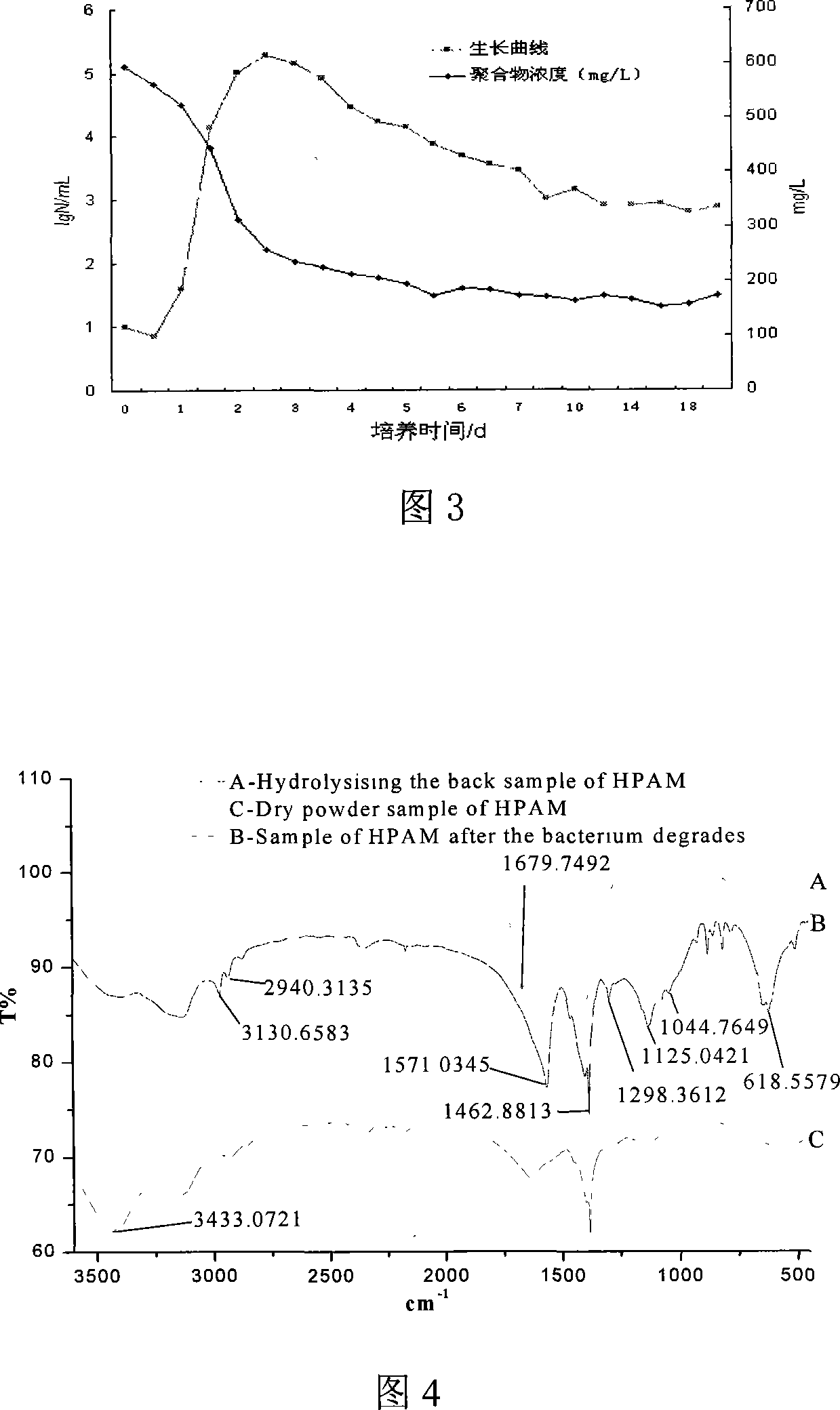 Sulfate reduction bacterium with polyacrylamide degradation function and application thereof