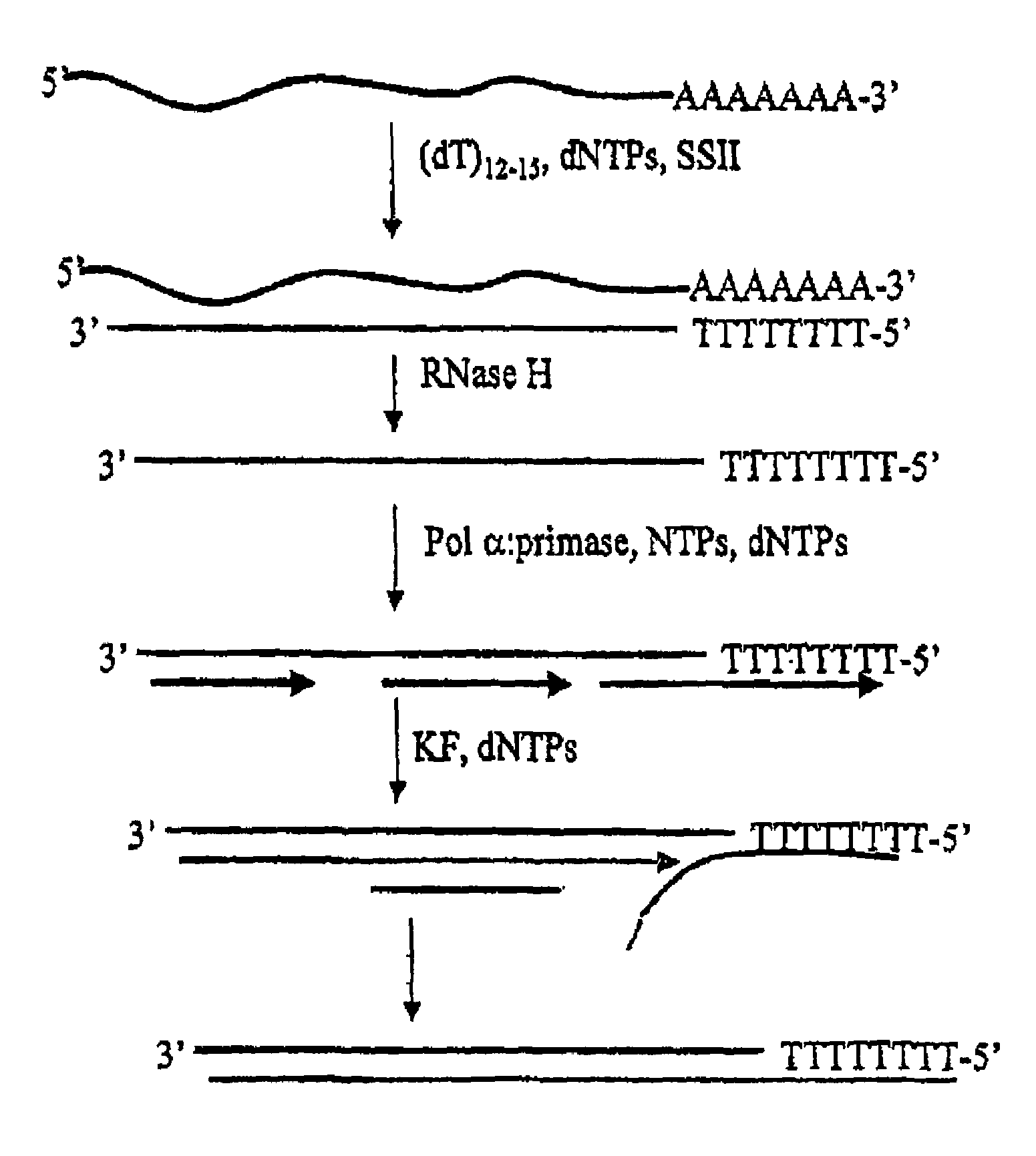 Method for synthesis of the second strand of cDNA