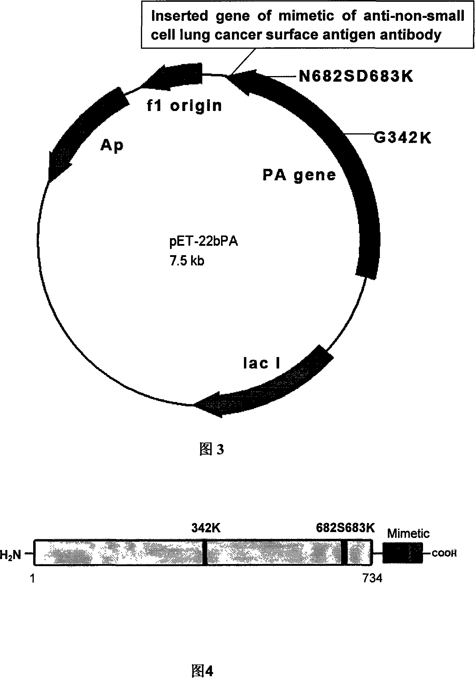 Antineoplastic dibasic polypeptide and application and preparation method thereof