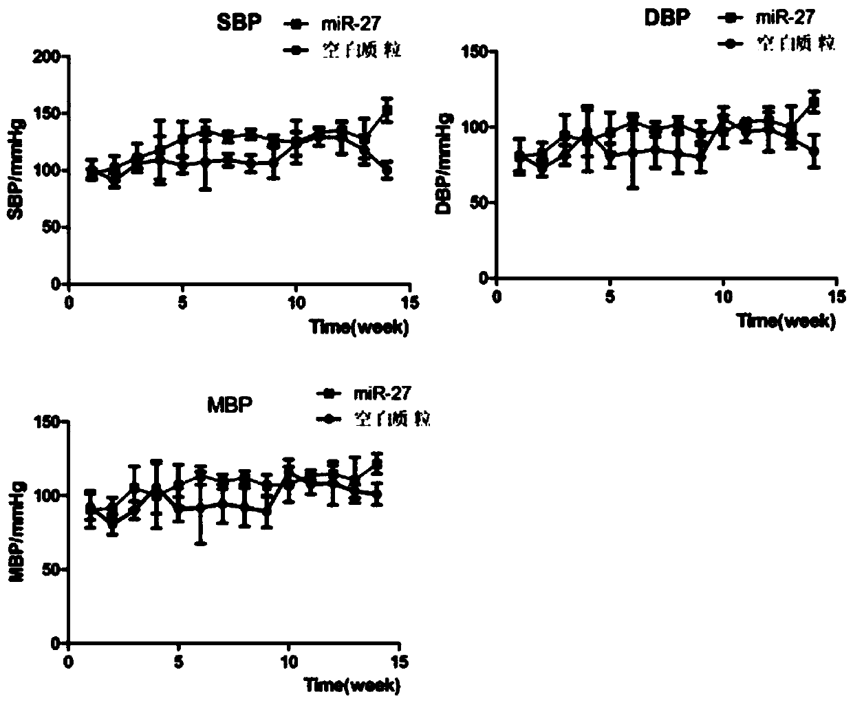 Human intron derived 27 base microRNA and application thereof to blood pressure regulation