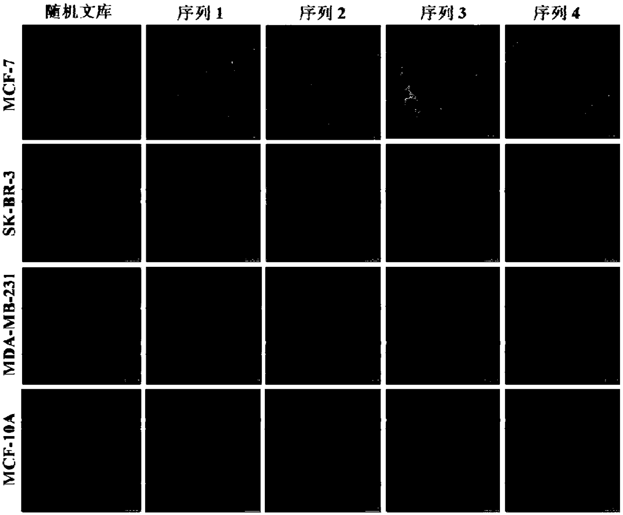 DNA aptamer specifically combined with human breast cancer cells MCF-7 and application thereof
