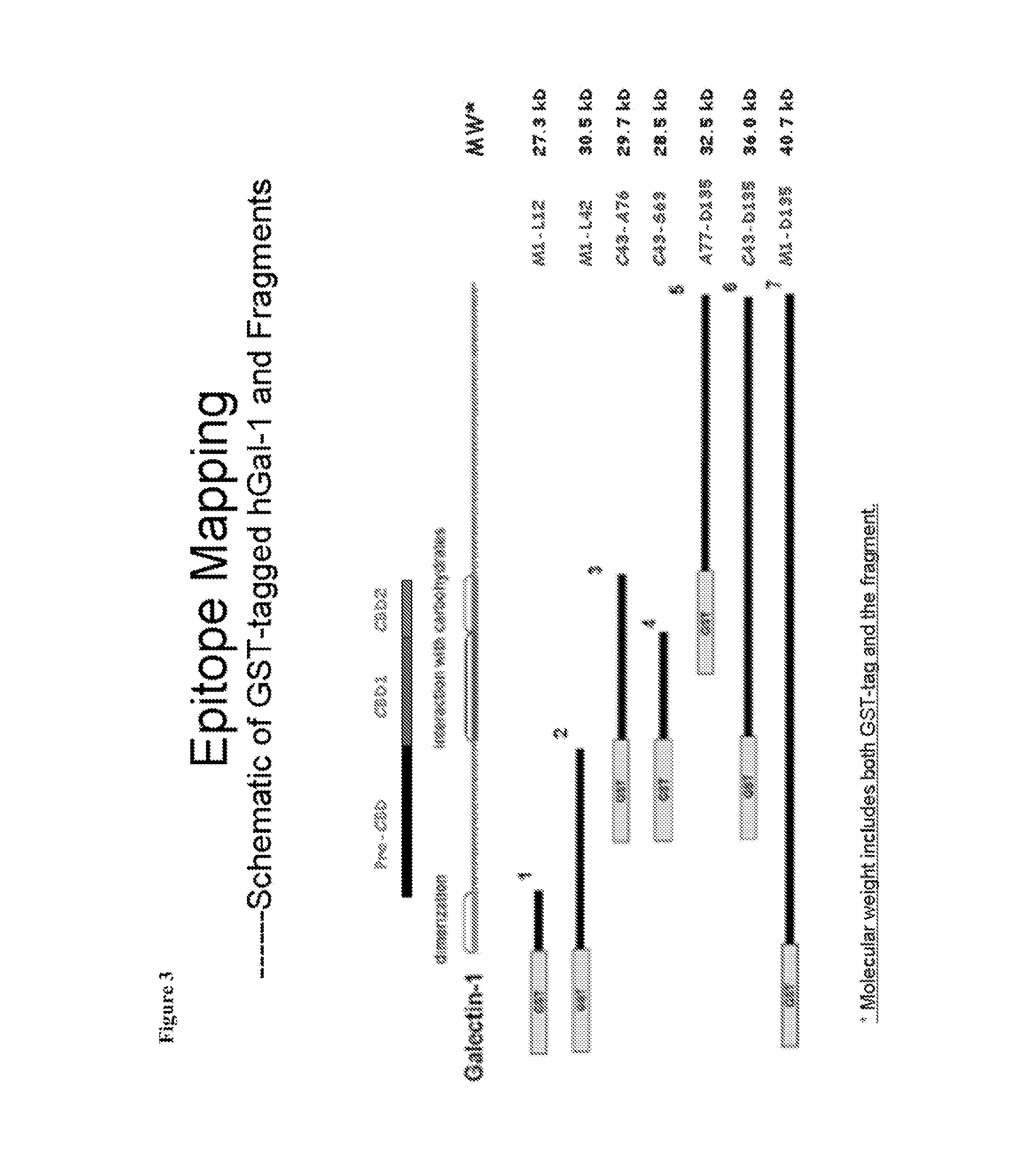 Anti-galectin-1 monoclonal antibodies and fragments thereof