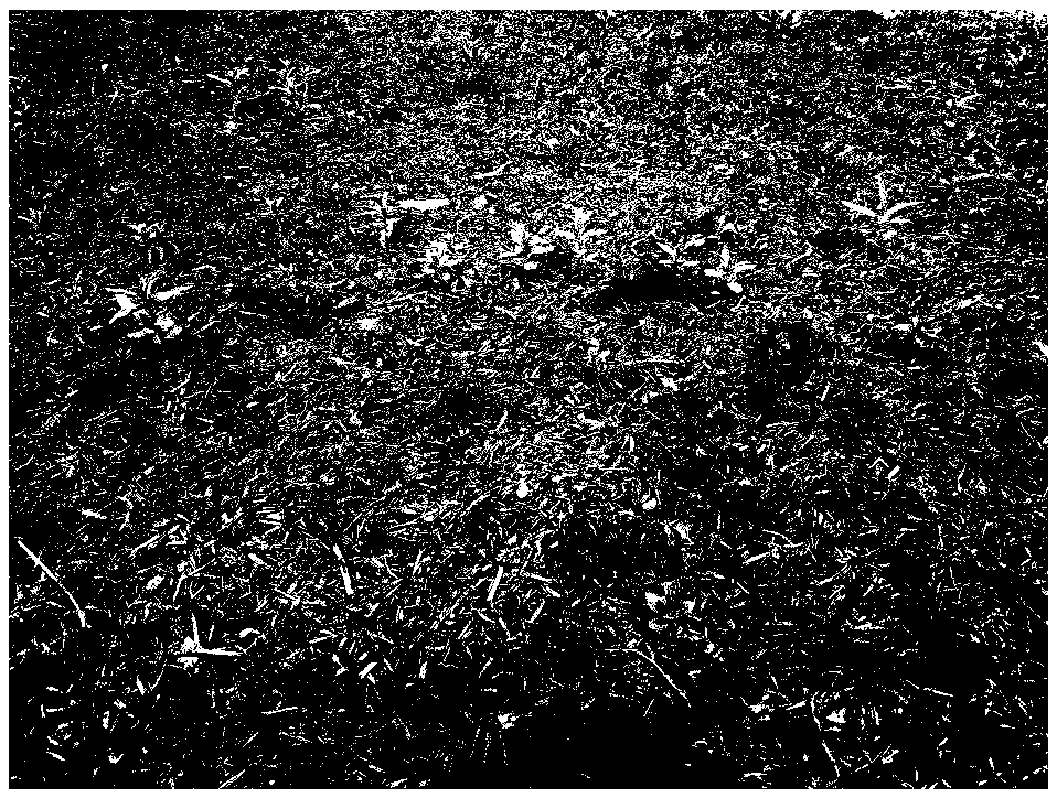 Method for remediating contaminated soil by field planting of willow micro-cuttings