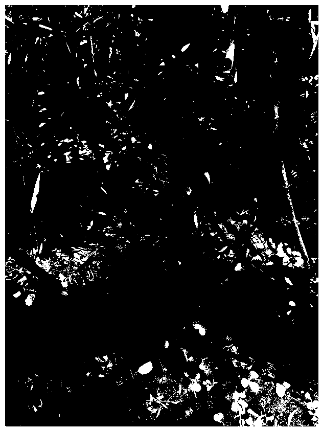 Method for remediating contaminated soil by field planting of willow micro-cuttings