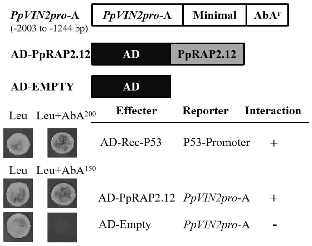 Peach fruit ethylene response factor PpRAP2.12 gene as well as cloning method and application thereof