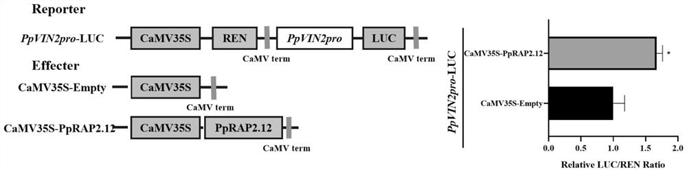 Peach fruit ethylene response factor PpRAP2.12 gene as well as cloning method and application thereof