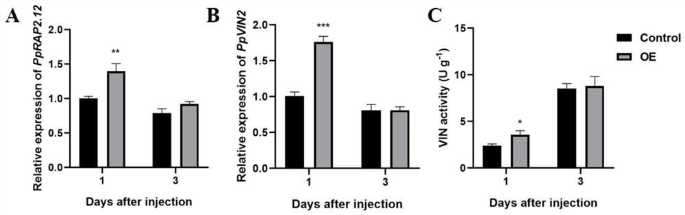 Peach fruit ethylene response factor PpRAP2.12 gene as well as cloning method and application thereof