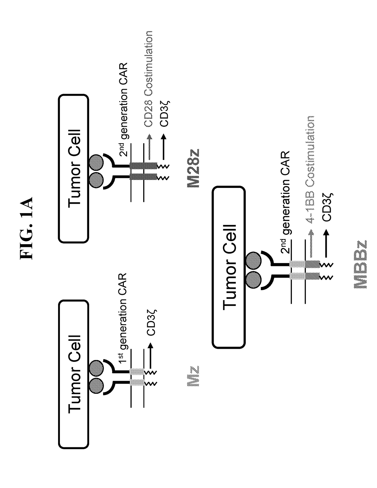 Immune cell compositions and methods of using same