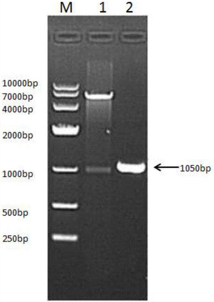 Recombinant pegylated interferon for dogs, fusion protein for preparation of recombinant pegylated interferon and preparation method of recombinant pegylated interferon