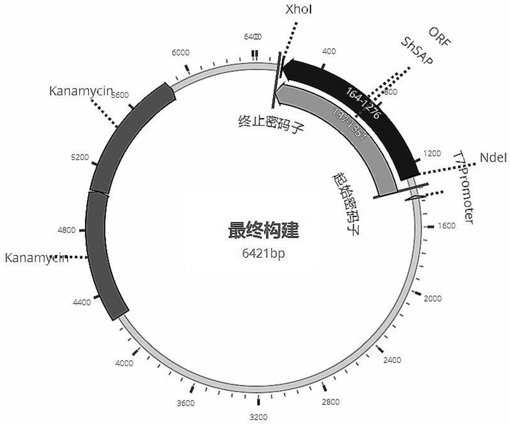 A recombinant fusion protein of Schistosoma aegypti shsap and its application in the immunodiagnosis of schistosomiasis