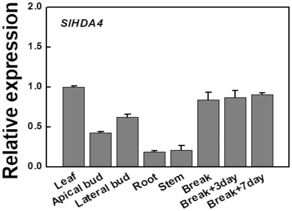 Application of SlHDA4 gene in cultivation of apical dominance enhanced tomato germplasm