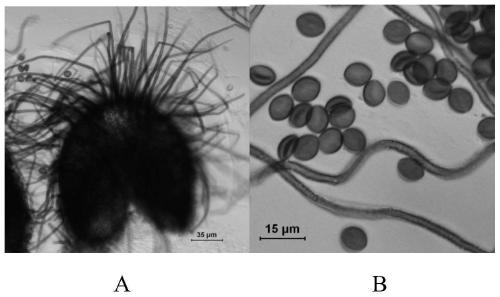 A kind of endophytic fungus and its application for increasing the yield of salvia miltiorrhiza and its active ingredient content