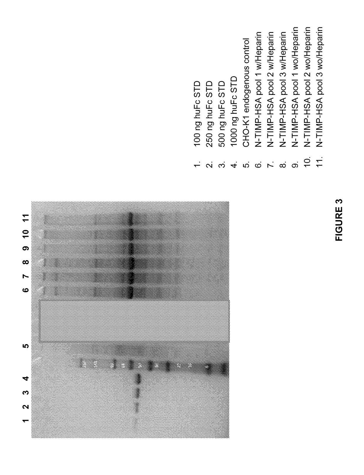 Variants of tissue inhibitor or metalloprotienase type three (timp-3), compositions and methods