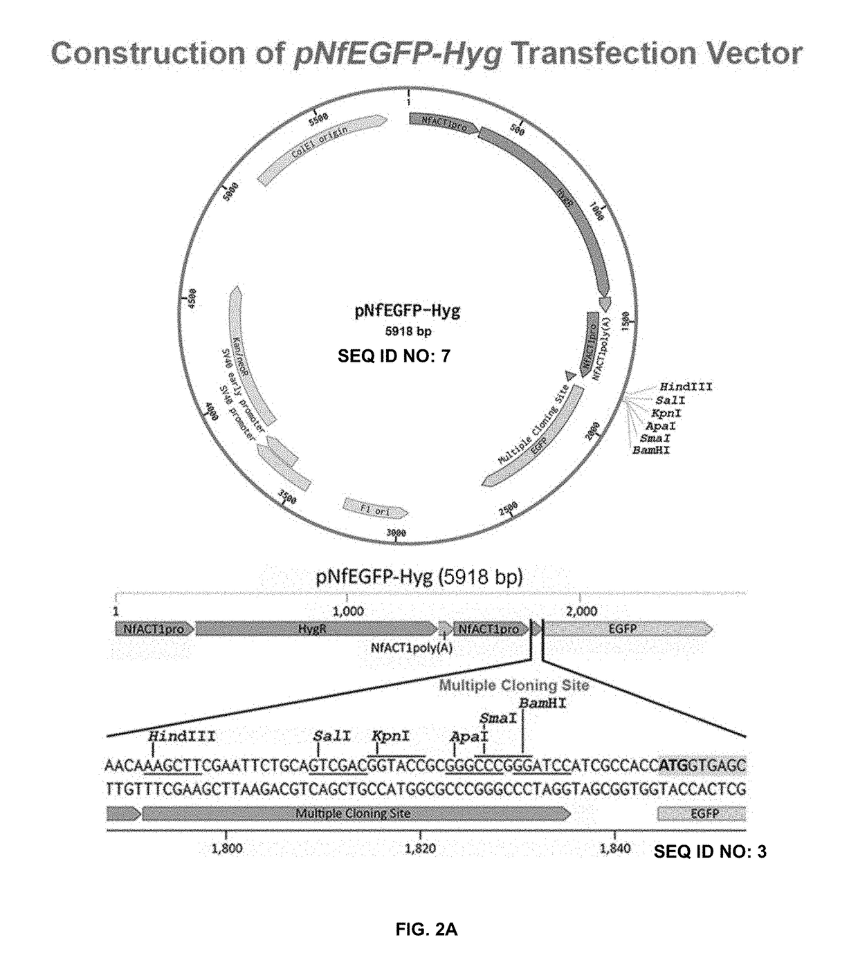 Transfection vector for pathogenic amoebae and uses thereof