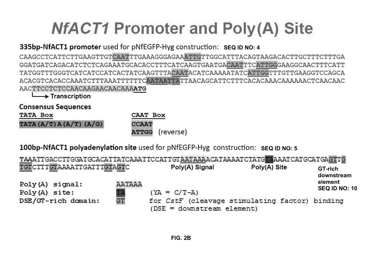 Transfection vector for pathogenic amoebae and uses thereof