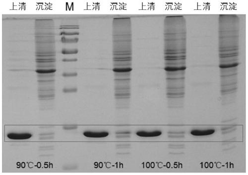 Thioredoxin mutant, preparation method thereof and application of thioredoxin mutant in production of recombinant fusion proteins