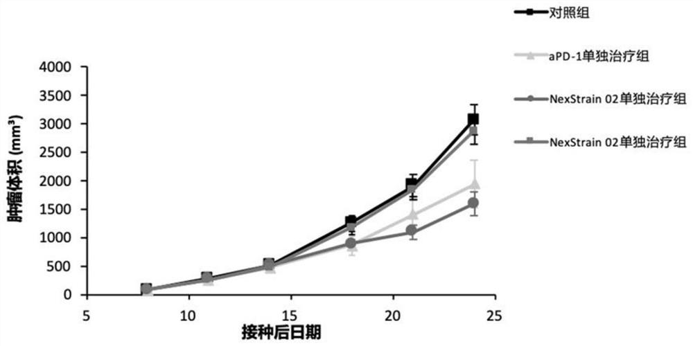 Application of bifidobacterium animalis in improving tumor immunotherapy response