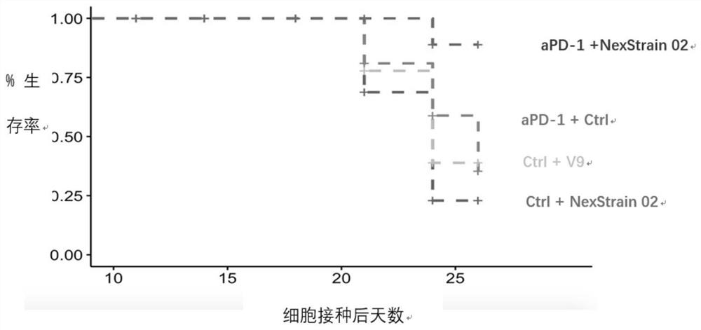 Application of bifidobacterium animalis in improving tumor immunotherapy response