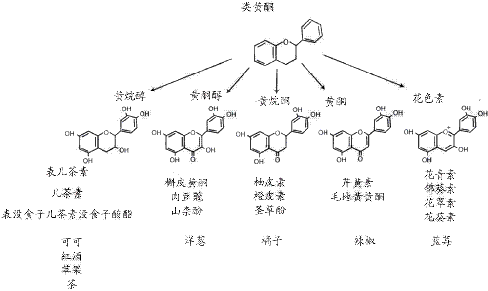 Dietary supplement and preparation method thereof and application