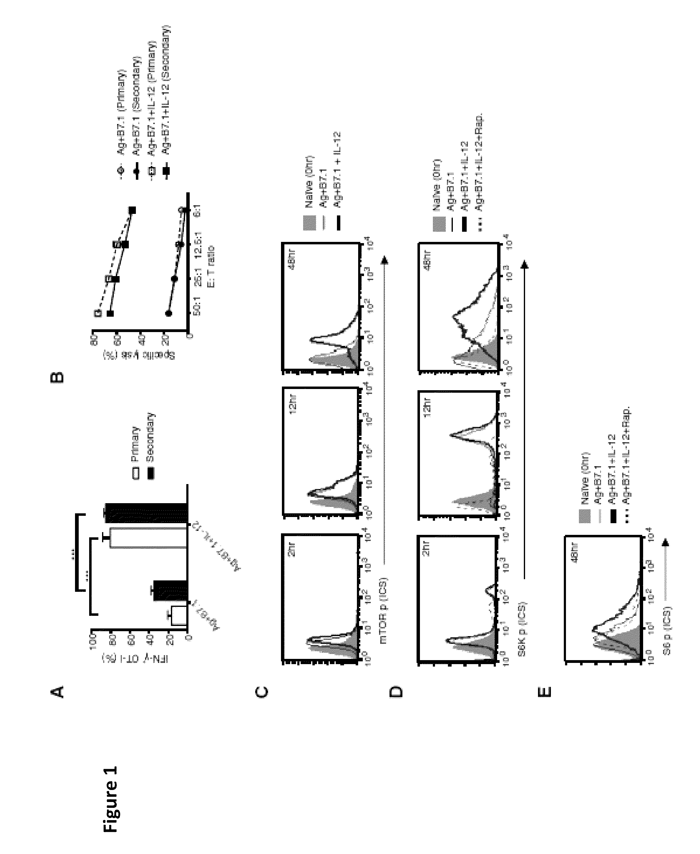METHODS AND COMPOSITIONS CONTAINING mTOR INHIBITORS FOR ENHANCING IMMUNE RESPONSES