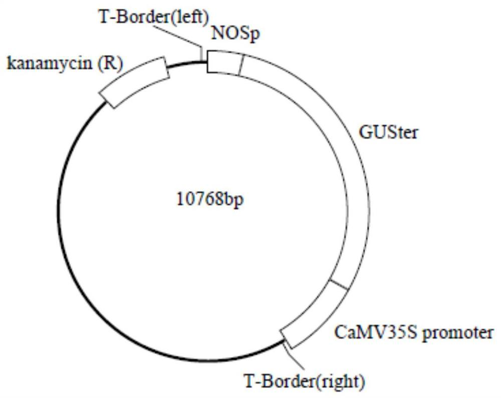 Preparation method of citrus dominant function mutant