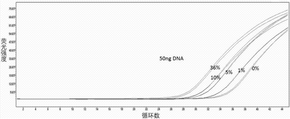 Fluorescence quantitative detection primers and probe for BRAF gene V600E mutation