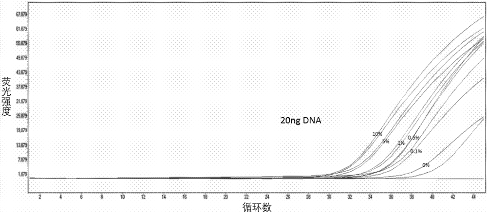 Fluorescence quantitative detection primers and probe for BRAF gene V600E mutation