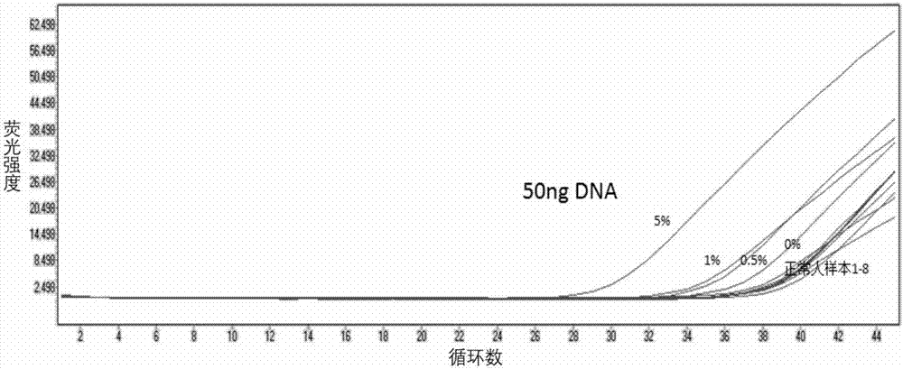 Fluorescence quantitative detection primers and probe for BRAF gene V600E mutation