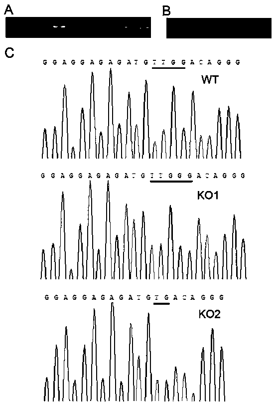 Application of aba 8'-hydroxylase gene OsABA8ox2 in plant photomorphogenesis and root development