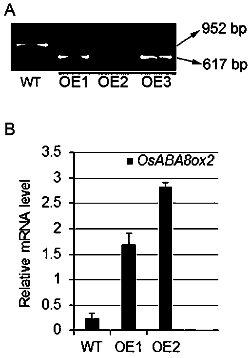 Application of aba 8'-hydroxylase gene OsABA8ox2 in plant photomorphogenesis and root development