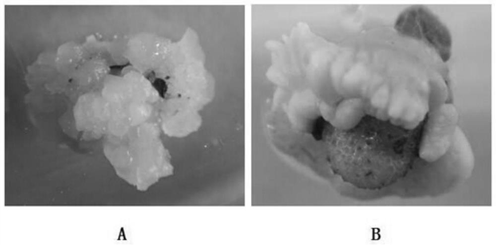 A method for obtaining regenerated plants through tissue culture of bulbil Amorphophallus konjac