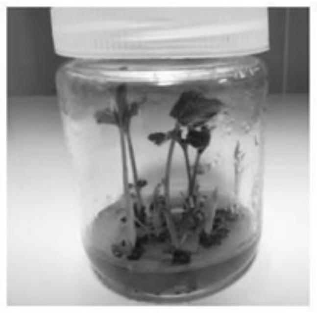 A method for obtaining regenerated plants through tissue culture of bulbil Amorphophallus konjac