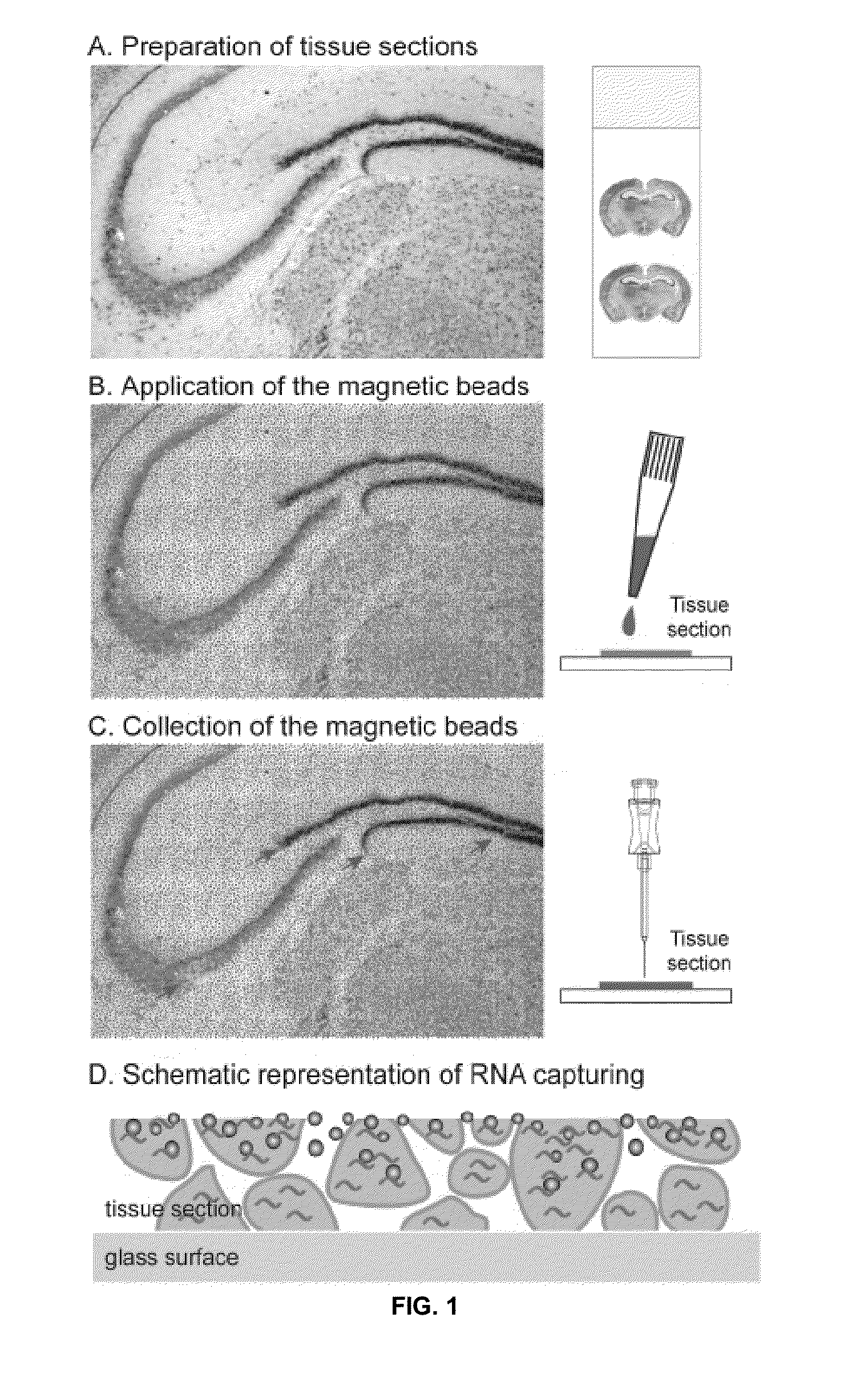 Method for Obtaining Cell and Tissue Specific Biomolecules