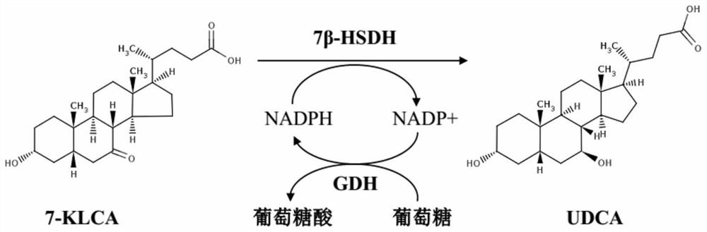 A 7β-hydroxysteroid dehydrogenase mutant, coding sequence, recombinant expression vector, genetic engineering bacteria and application