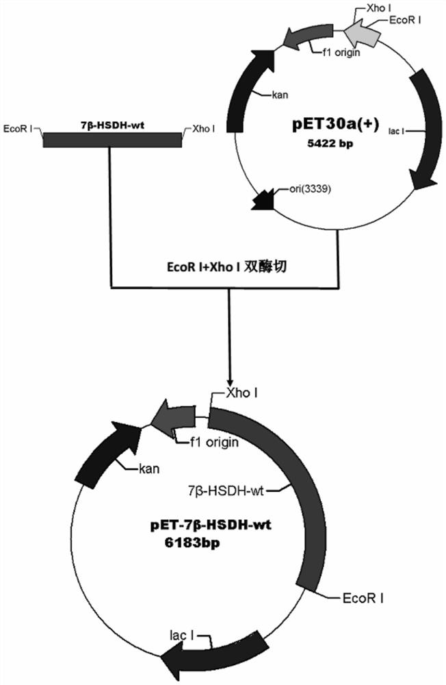 A 7β-hydroxysteroid dehydrogenase mutant, coding sequence, recombinant expression vector, genetic engineering bacteria and application