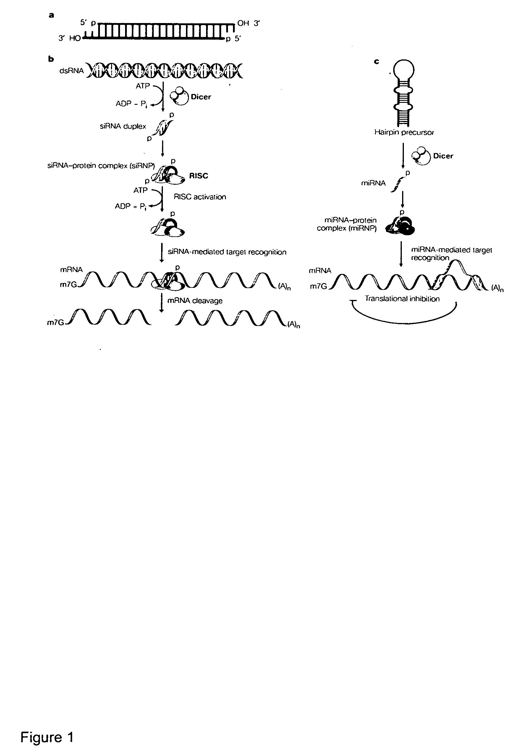 Reagents and methods for identification of RNAi pathway genes and chemical modulators of RNAi