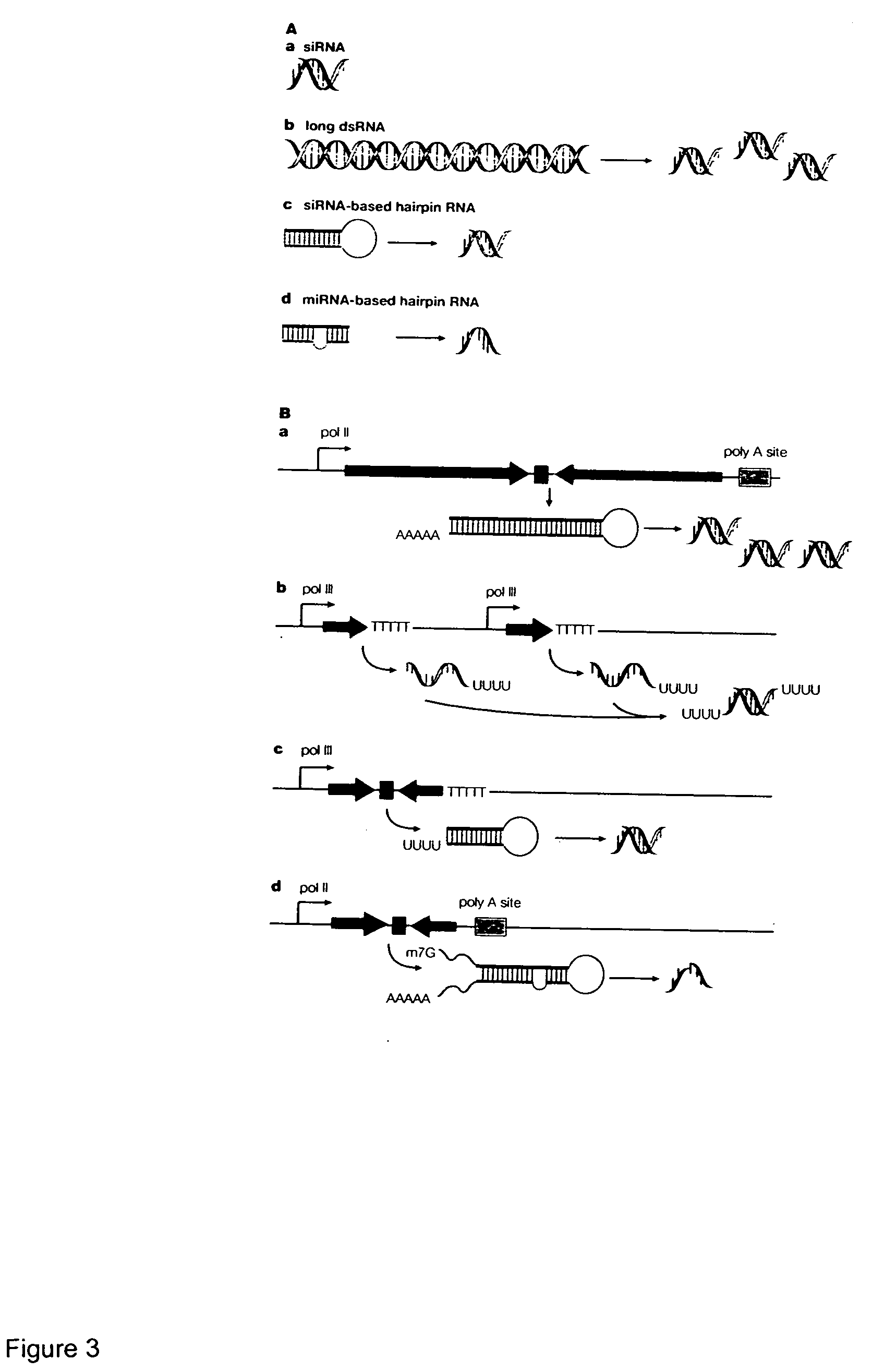 Reagents and methods for identification of RNAi pathway genes and chemical modulators of RNAi