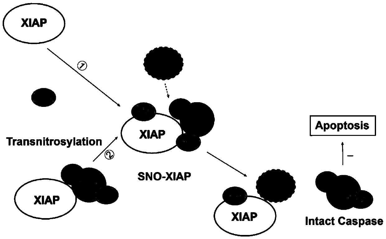 Small peptide TAT-AKPD for treating ischemic brain injury and application of small peptide TAT-AKPD