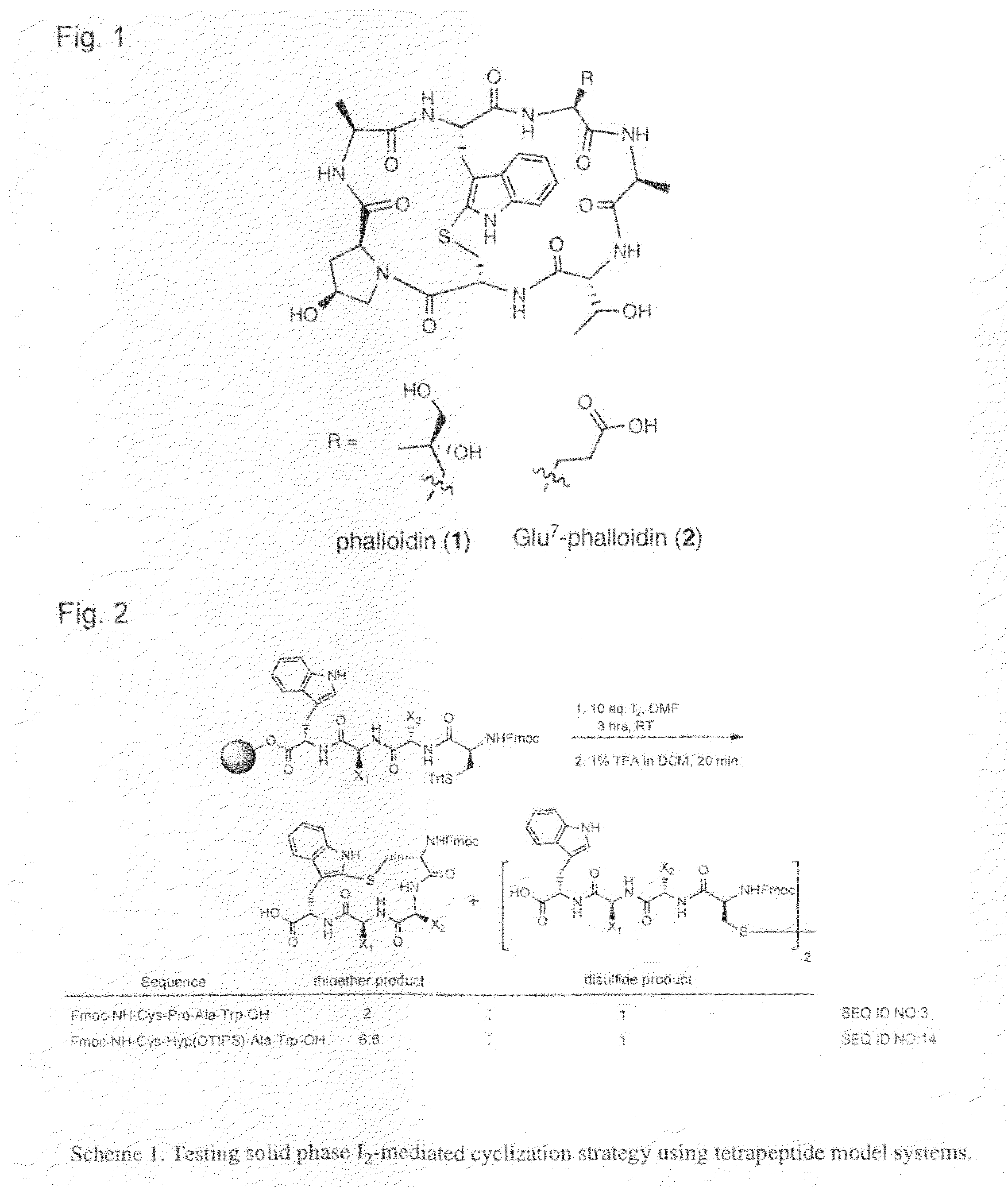 Phalloidin derivatives and methods for their synthesis