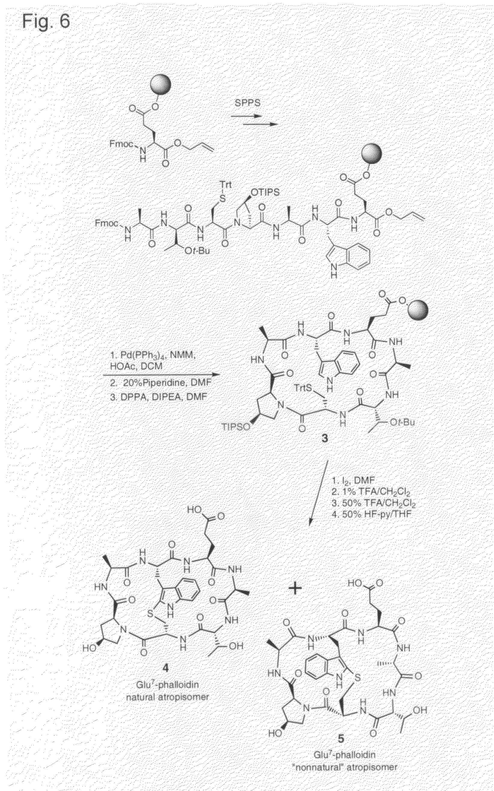 Phalloidin derivatives and methods for their synthesis