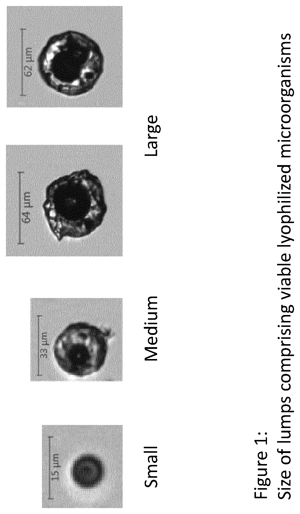 Gel composition comprising viable microorganisms