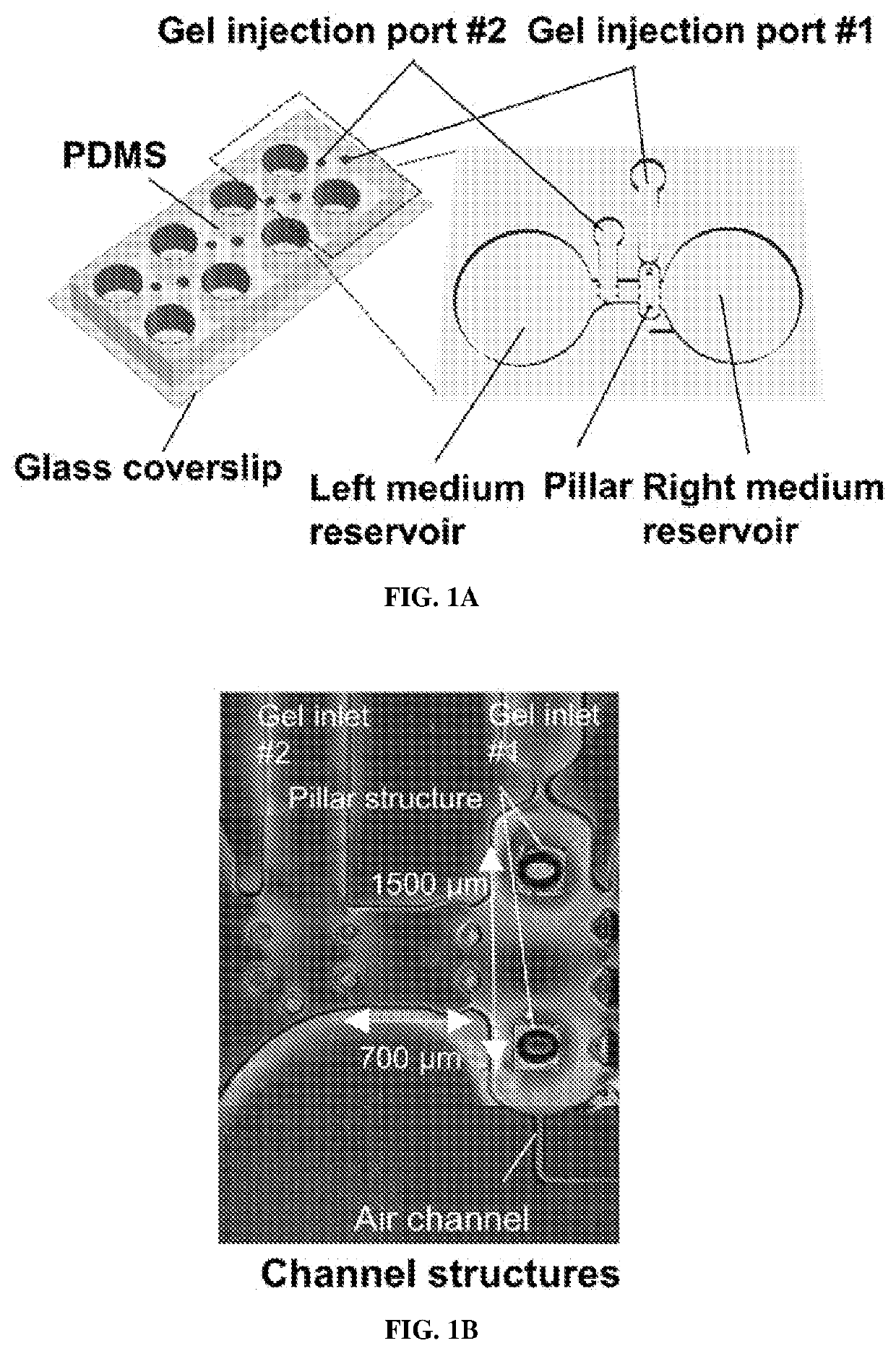 A micro physiological model for neuronal and muscular diseases and disorders