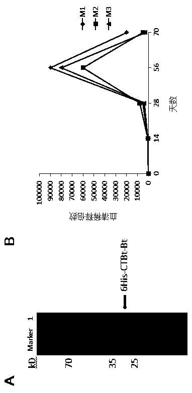 Expression vector PVX-6His-CTBt-Bt for producing multi-epitope vaccine of hepatitis c virus
