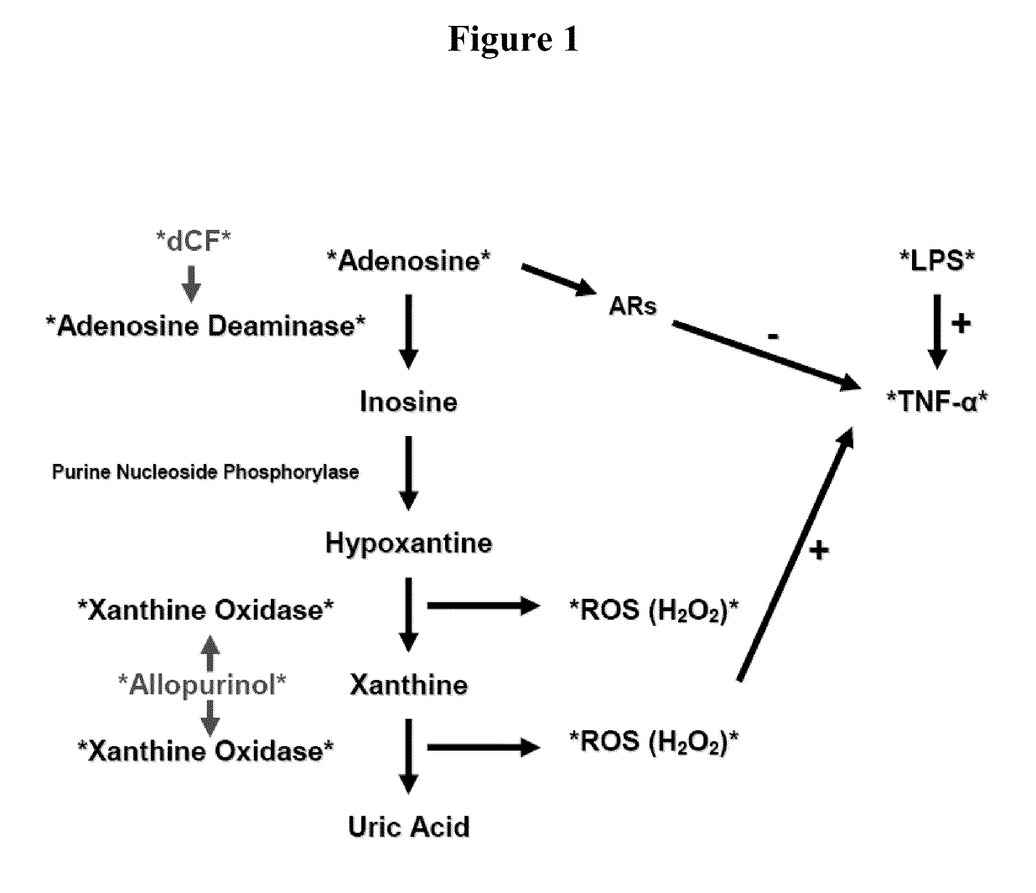 Compositions and methods for the treatment of myocardial dysfunction associated with sirs or sepsis