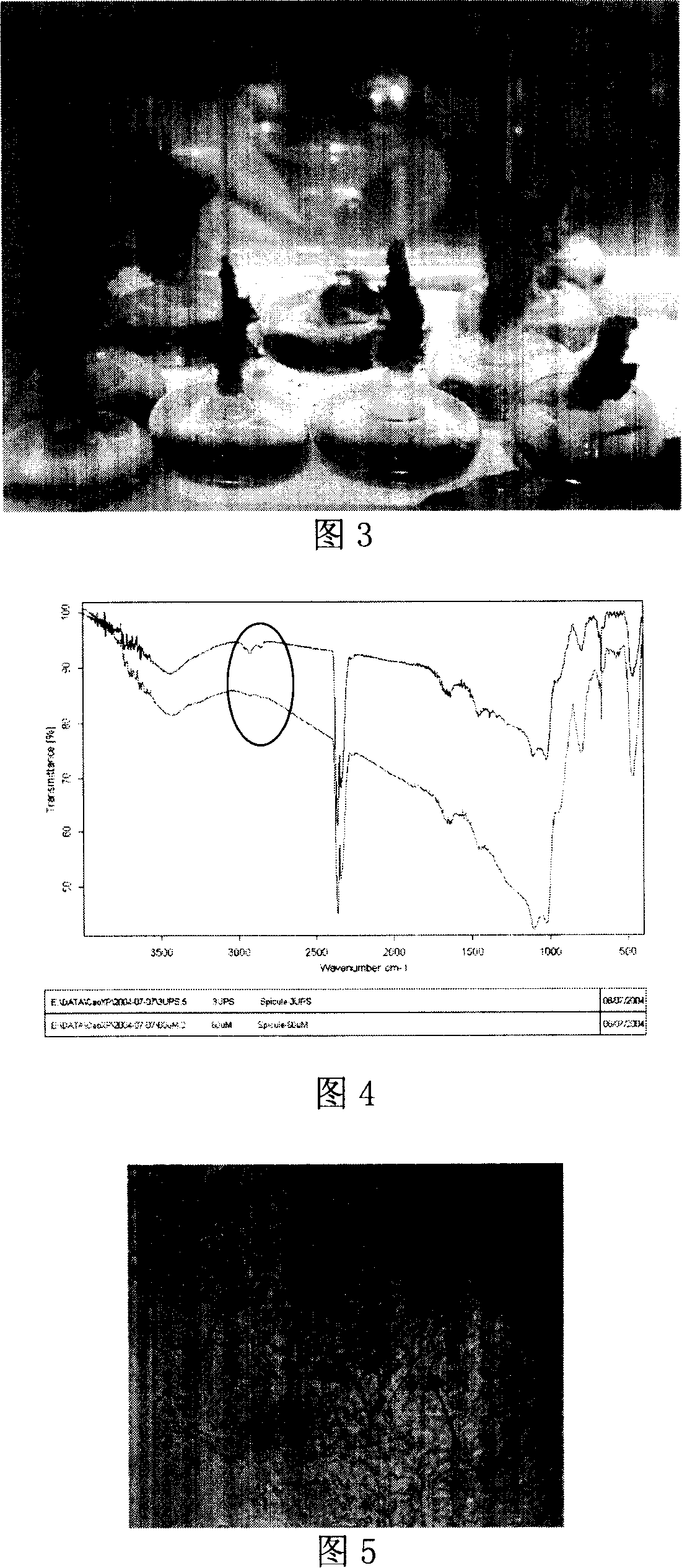 Method and device for producing biological siliceous material with reactor culture sponge or its cell