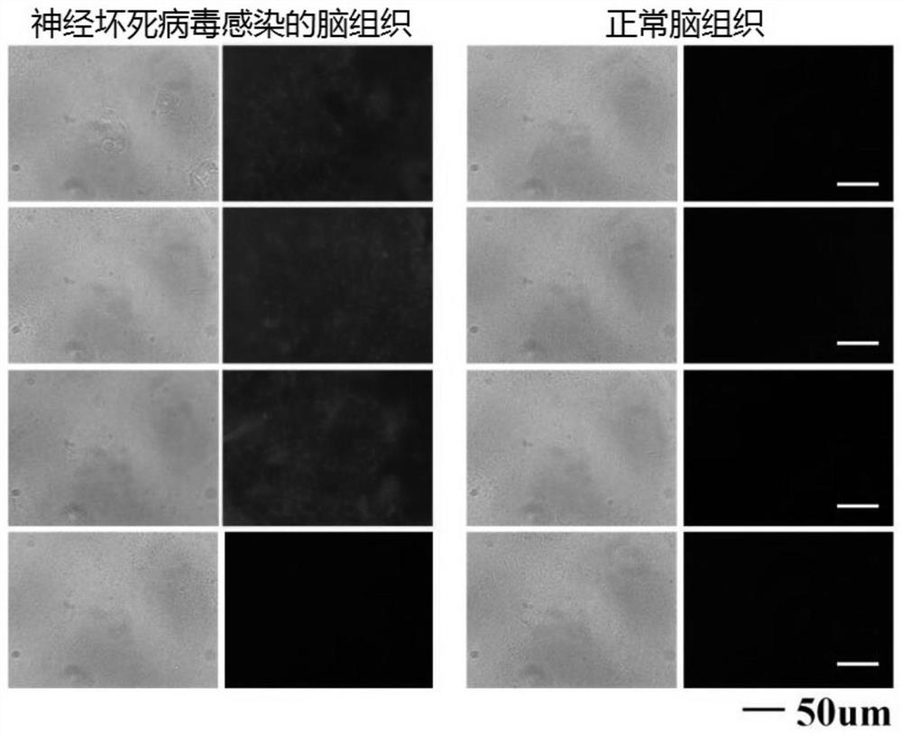 A kind of ssDNA nucleic acid aptamer and application thereof